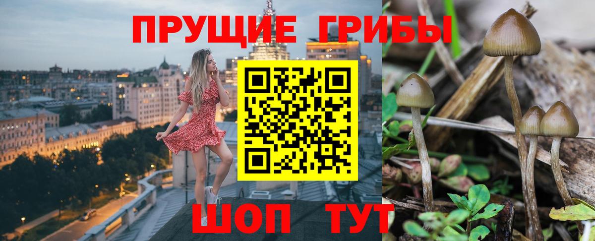Псилоцибиновые грибы GOLDEN TEACHER Владимир