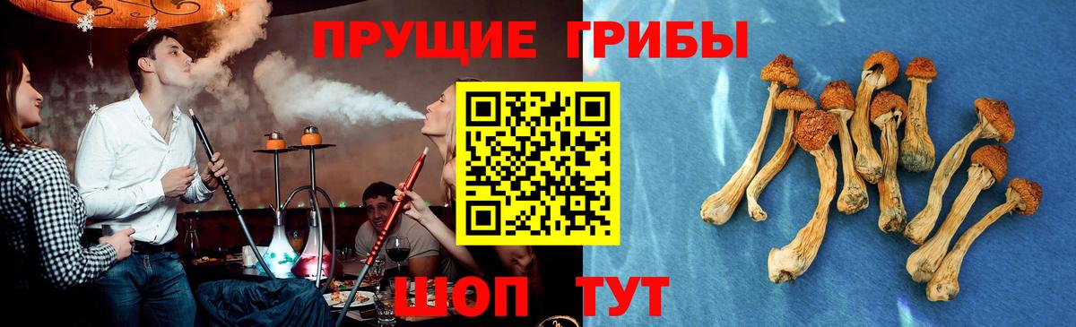 Псилоцибиновые грибы Psilocybine cubensis Владимир